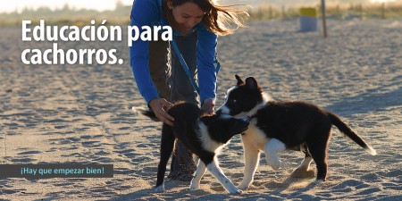baner_cachorros