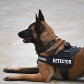 detectors001