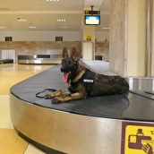 detectors006