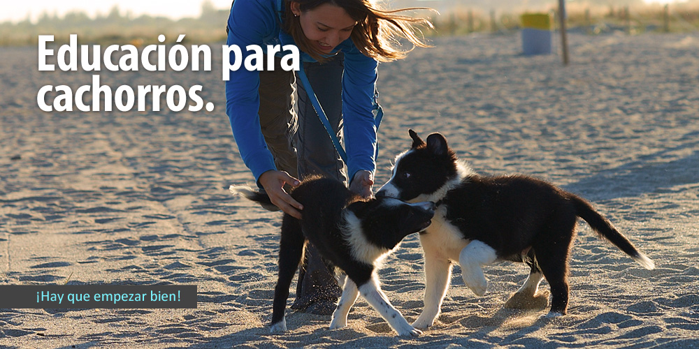 001baner_cachorros