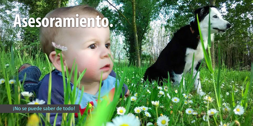 baner asesoramiento