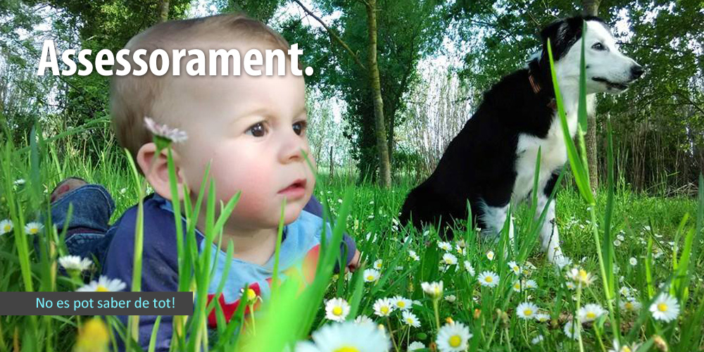 assessorament