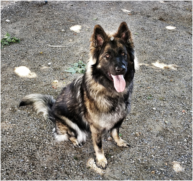 Asha