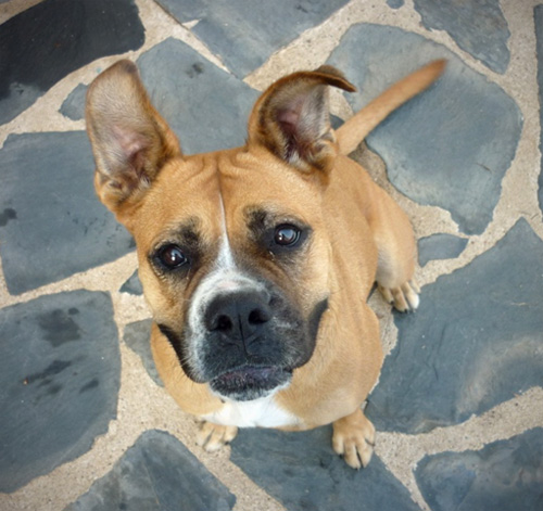 laika