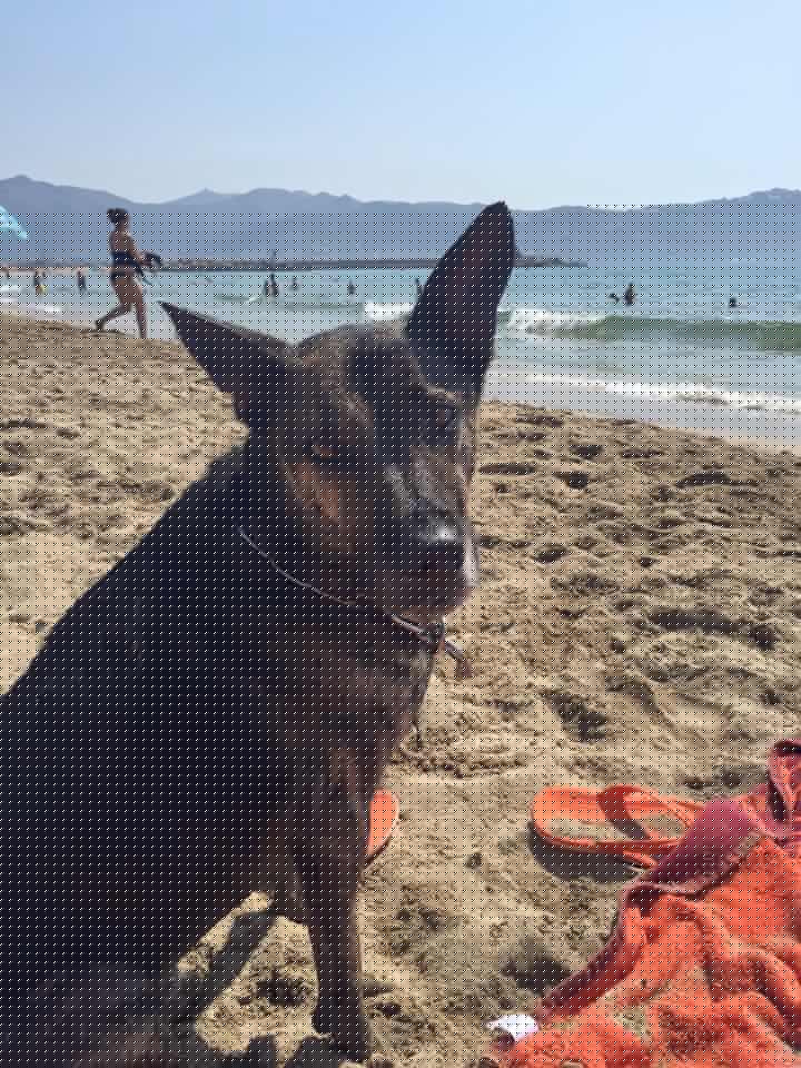 Rocco