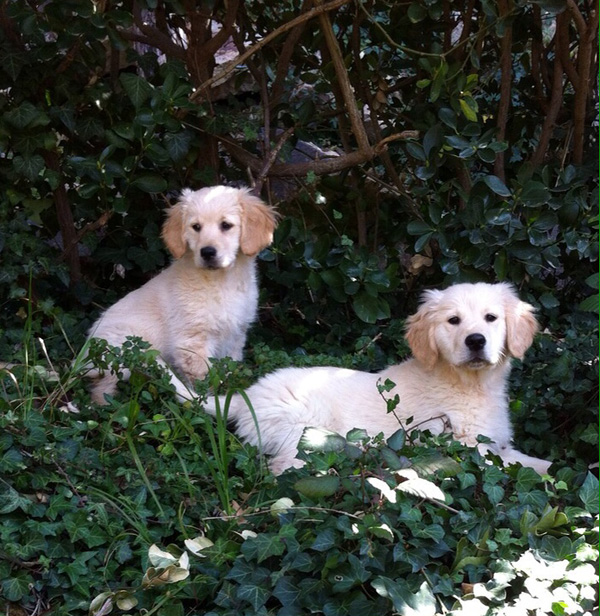 Sam i Mel