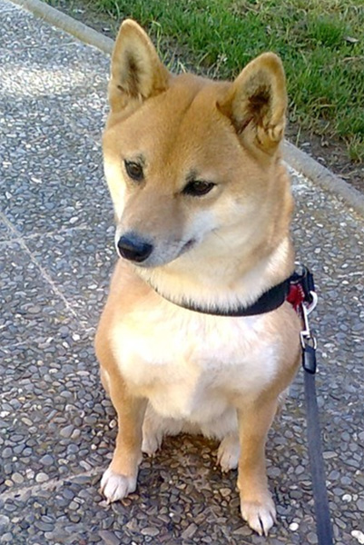 tsuki